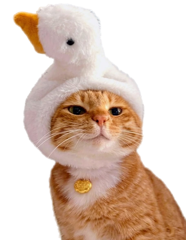 Nugget, an orange cat in a little white duck hat